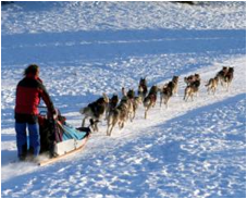 chiens de traîneau